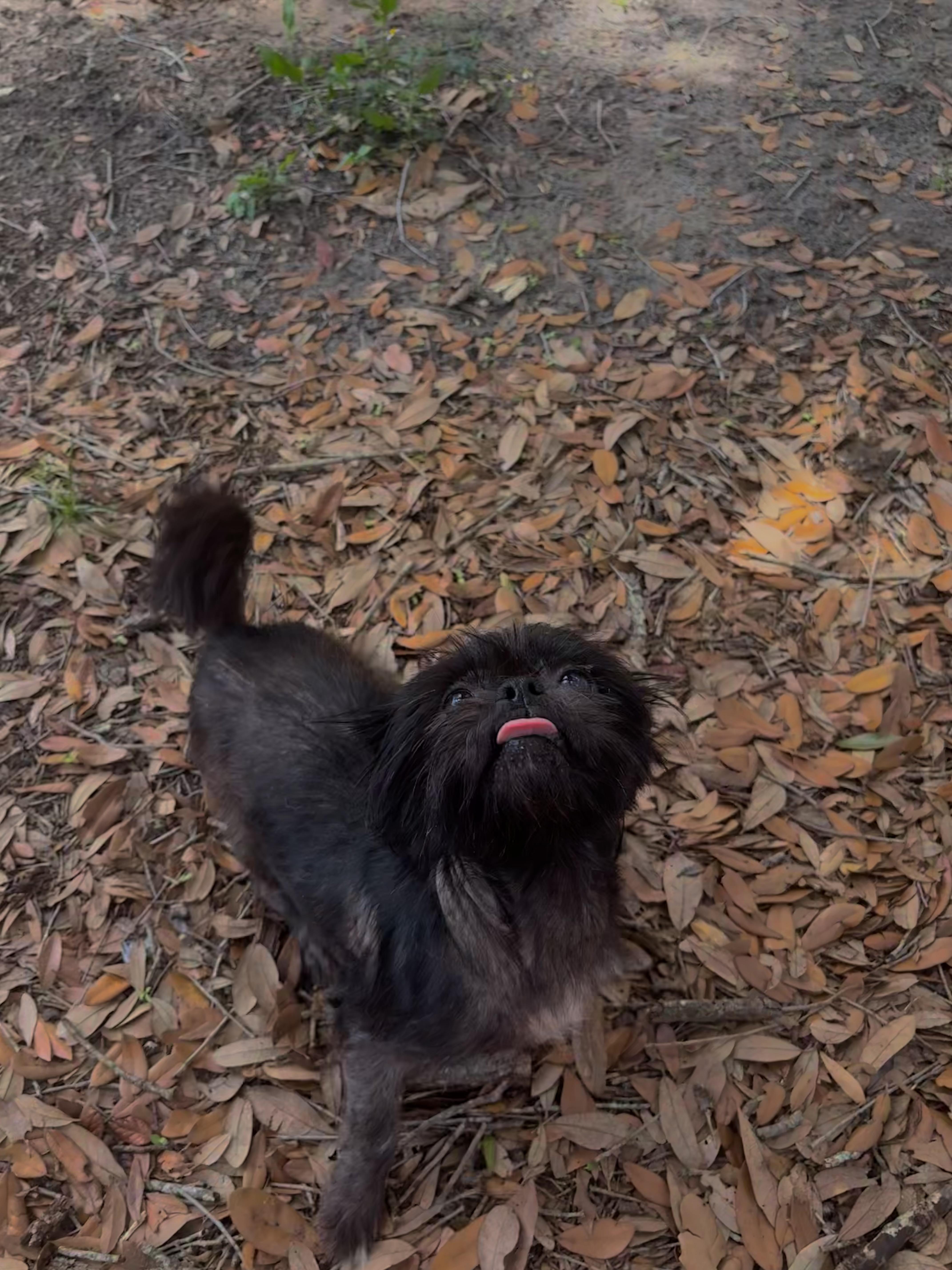 Enlarge Grembalina, an adopted mixed breed in Tampa, FL image 6/6