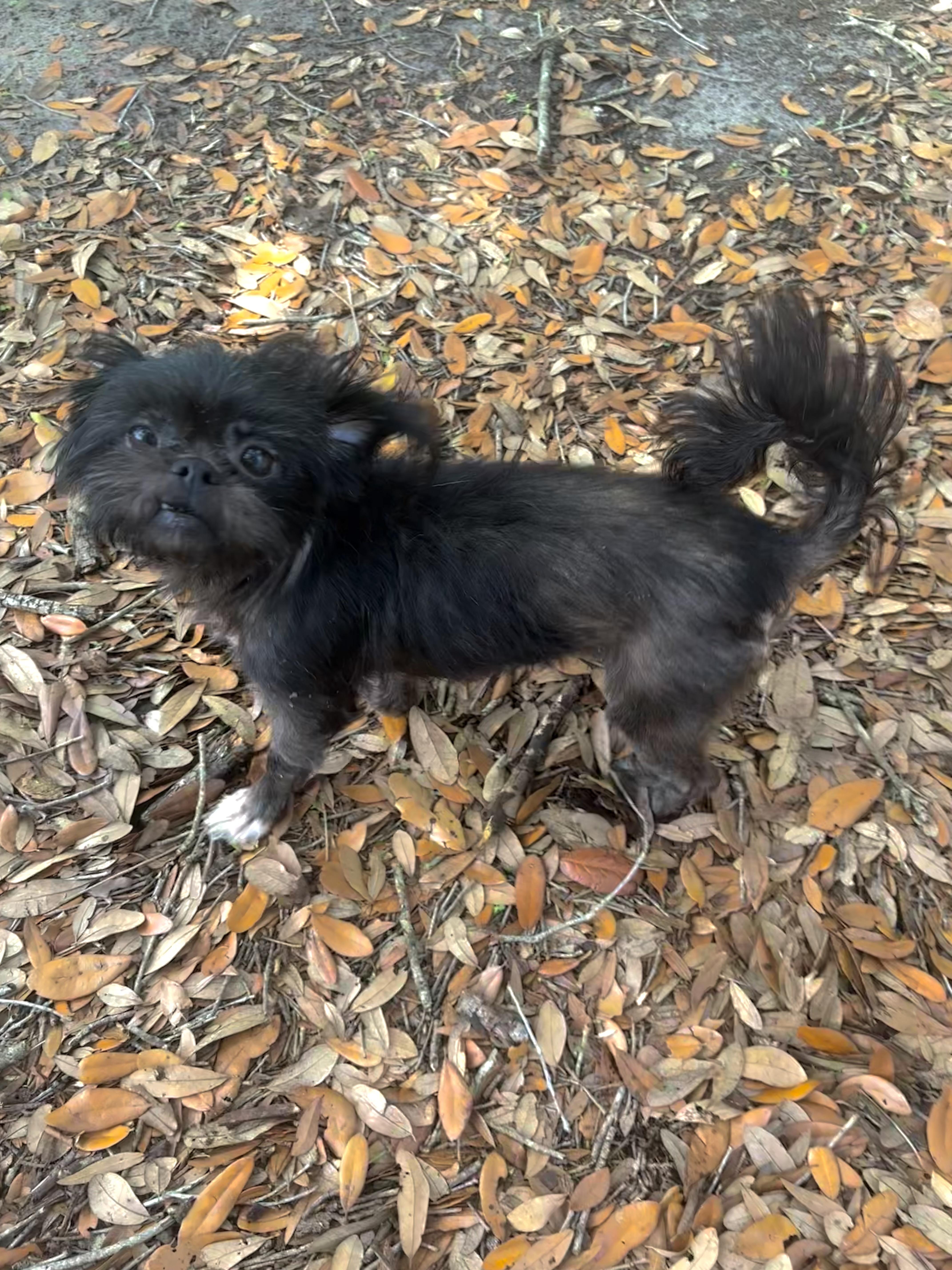 Grembalina, adopted, Young Female Shih Tzu & Maltese.