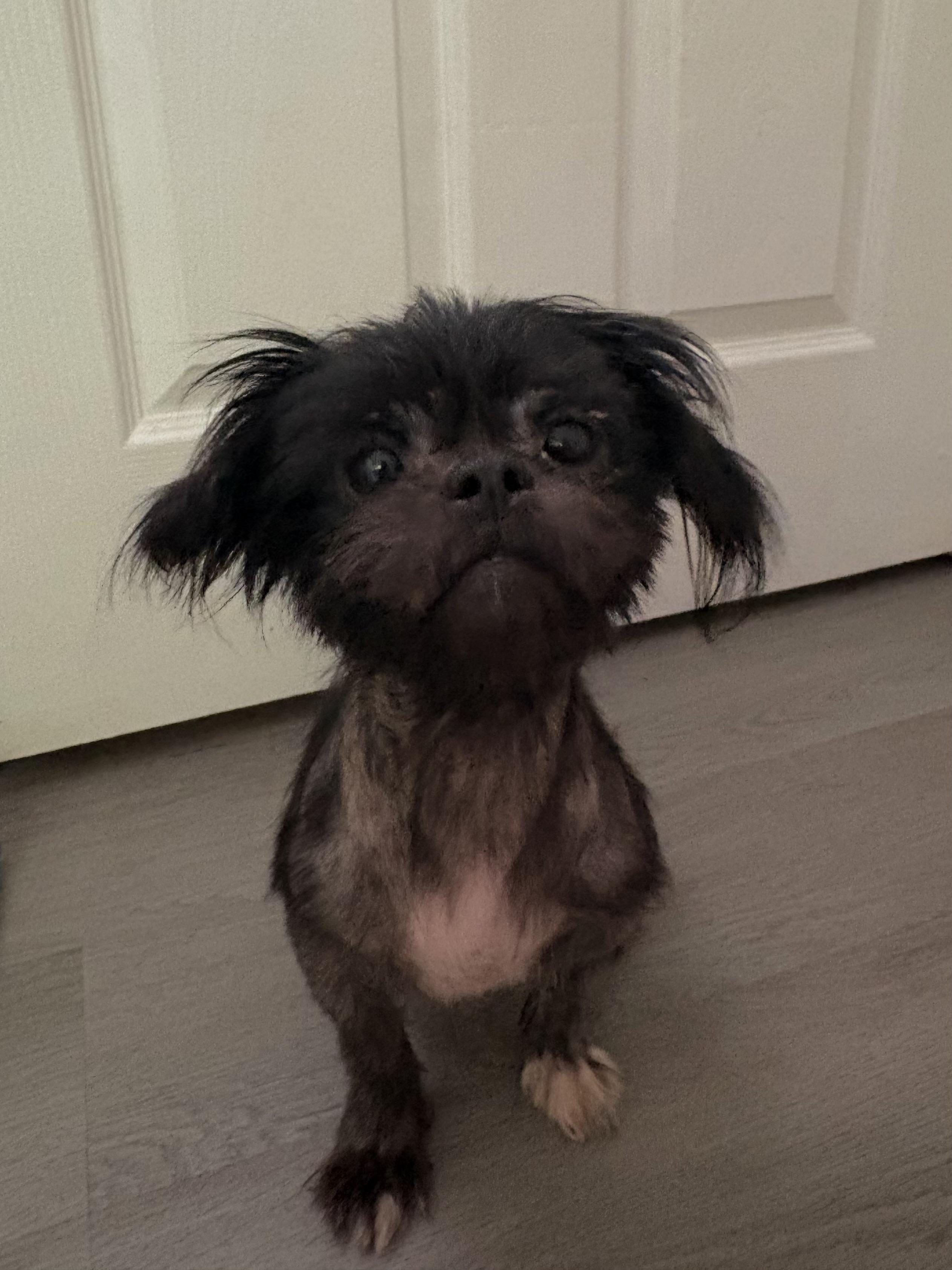 Enlarge Grembalina, an adopted mixed breed in Tampa, FL image 4/6