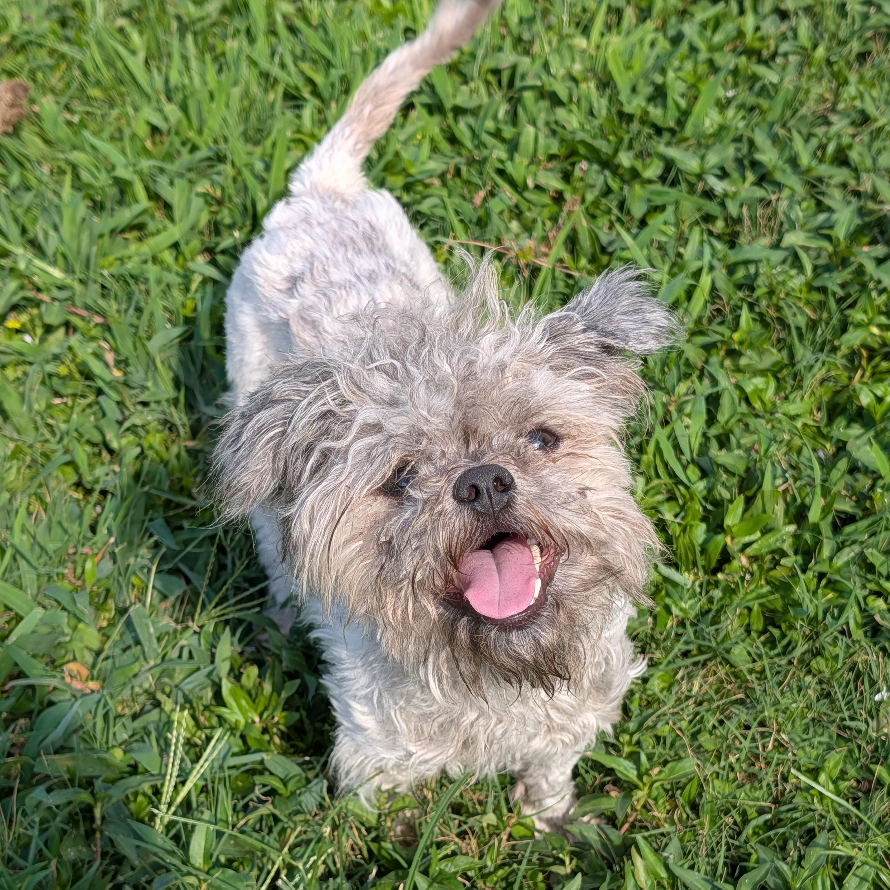 Enlarge Frito, an adopted mixed breed in Baton Rouge, LA image 4/5