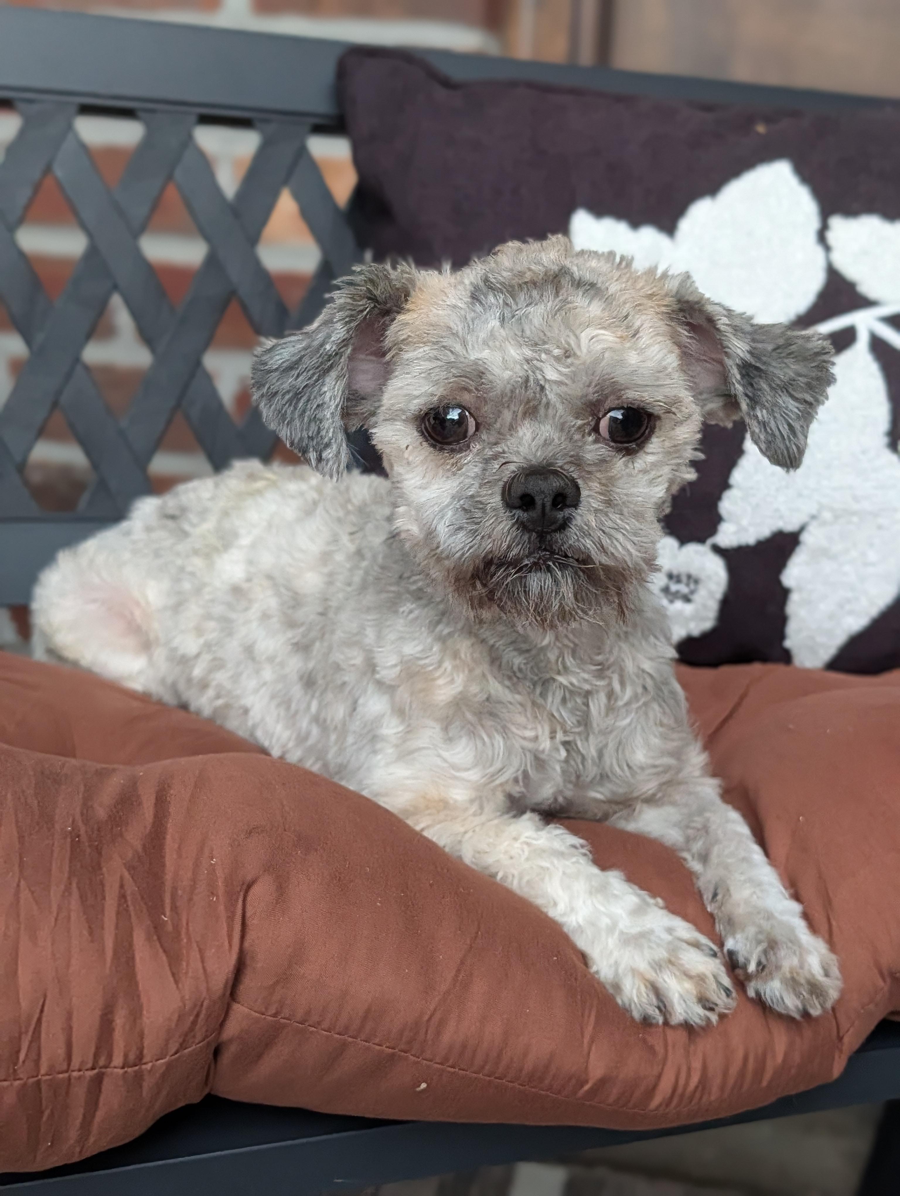 Enlarge Frito, an adopted mixed breed in Baton Rouge, LA image 2/5