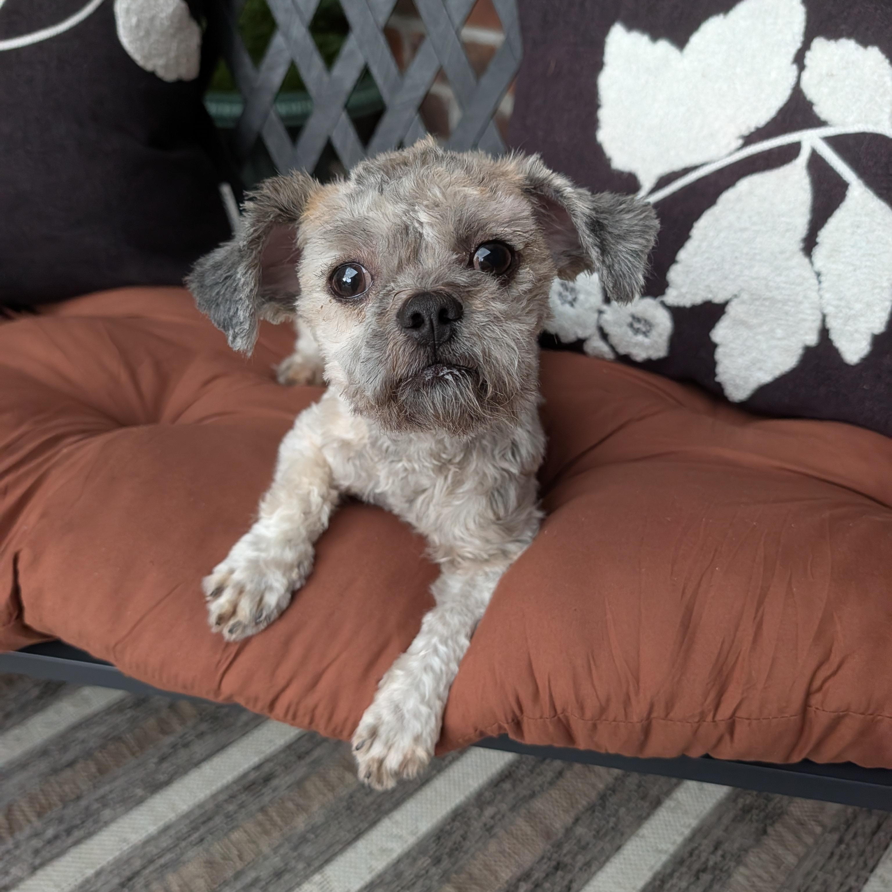 Frito, adopted, Young Female Shih Tzu & Poodle (Toy).
