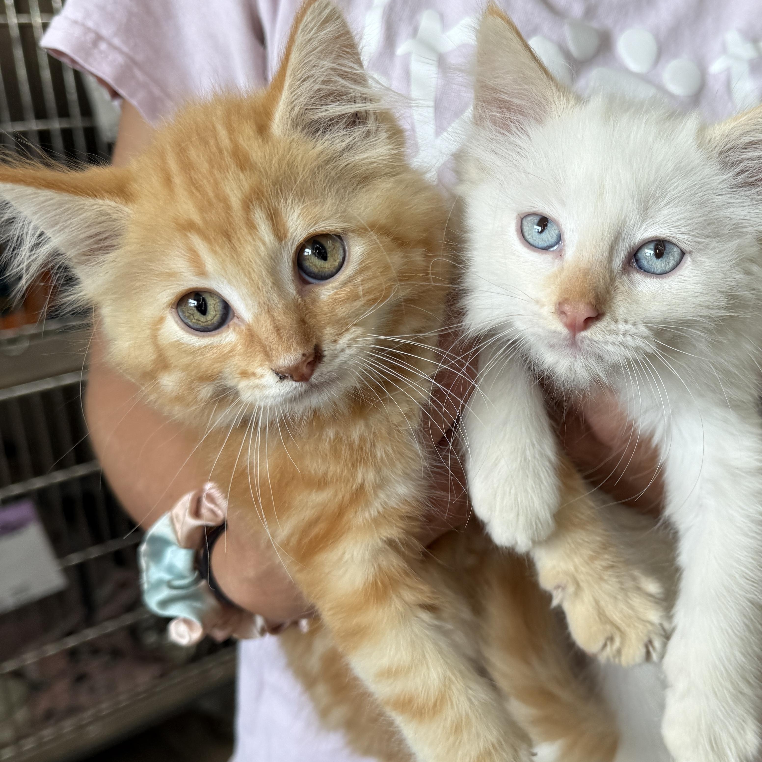 Enlarge Flames, a Adoptable Domestic Medium Hair in Oconto, WI image 1/1