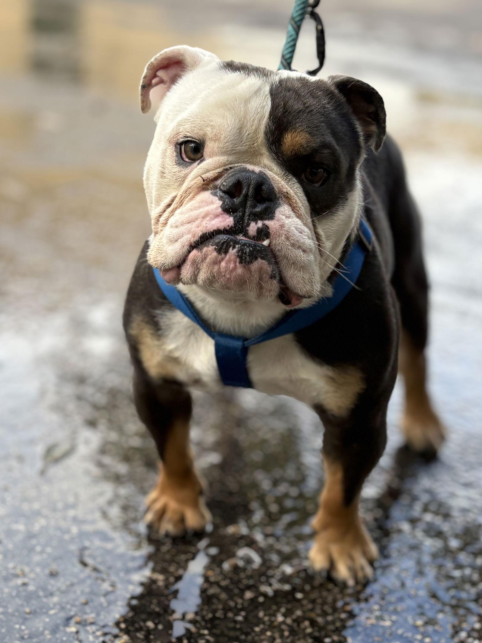 Enlarge mr toffee, a Adopted English Bulldog in Margate, FL image 1/3