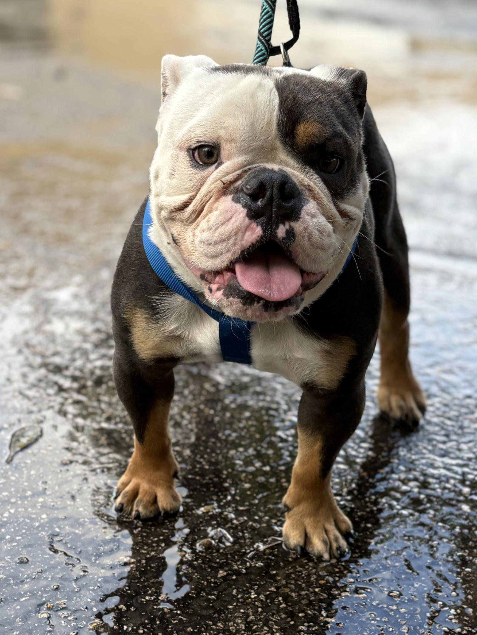 Enlarge mr toffee, a Adopted English Bulldog in Margate, FL image 2/3