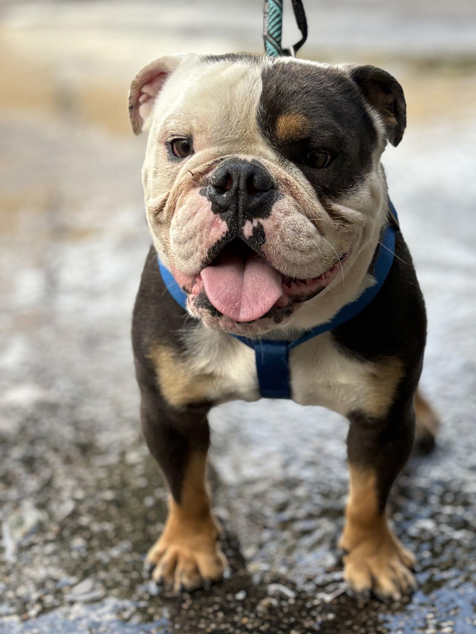 Enlarge mr toffee, a Adopted English Bulldog in Margate, FL image 3/3