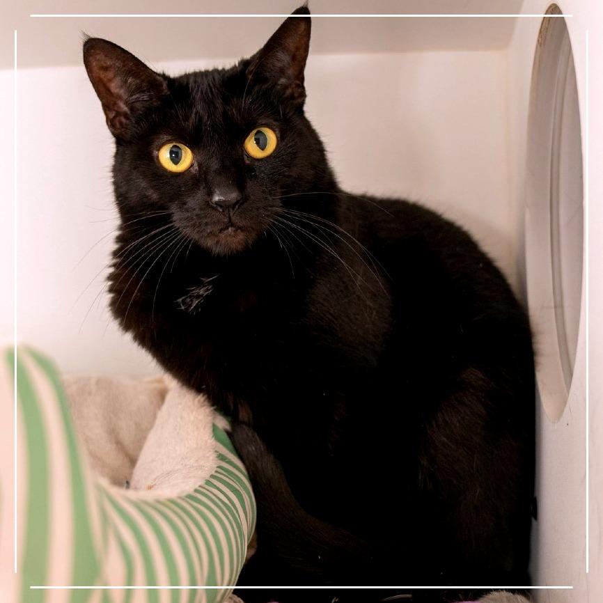 Dawny, a Adoptable Domestic Short Hair in Cumming, GA image 1/3