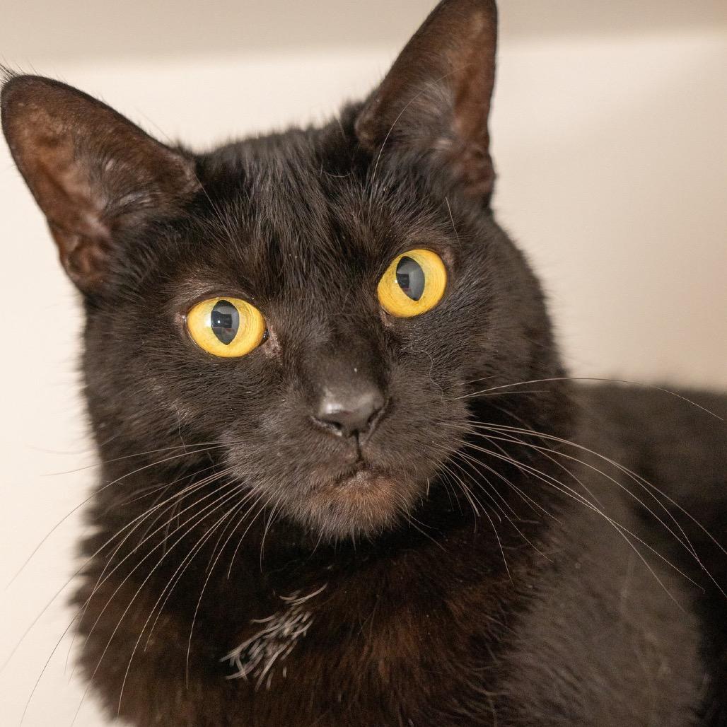 Dawny, a Adoptable Domestic Short Hair in Cumming, GA image 2/3