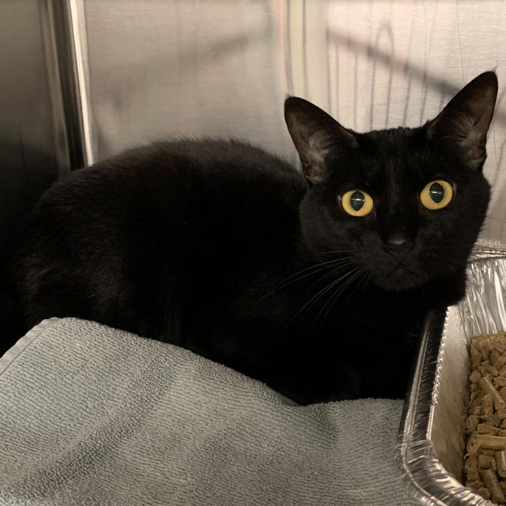 Dawny, a Adoptable Domestic Short Hair in Cumming, GA image 3/3