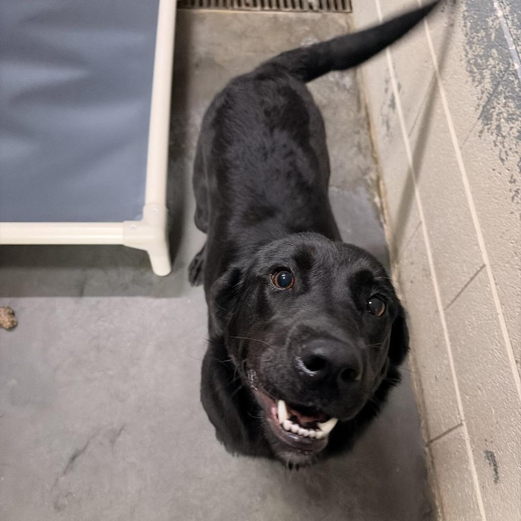 Clara, Adoptable, Adult Female Black Labrador Retriever & Mixed Breed.