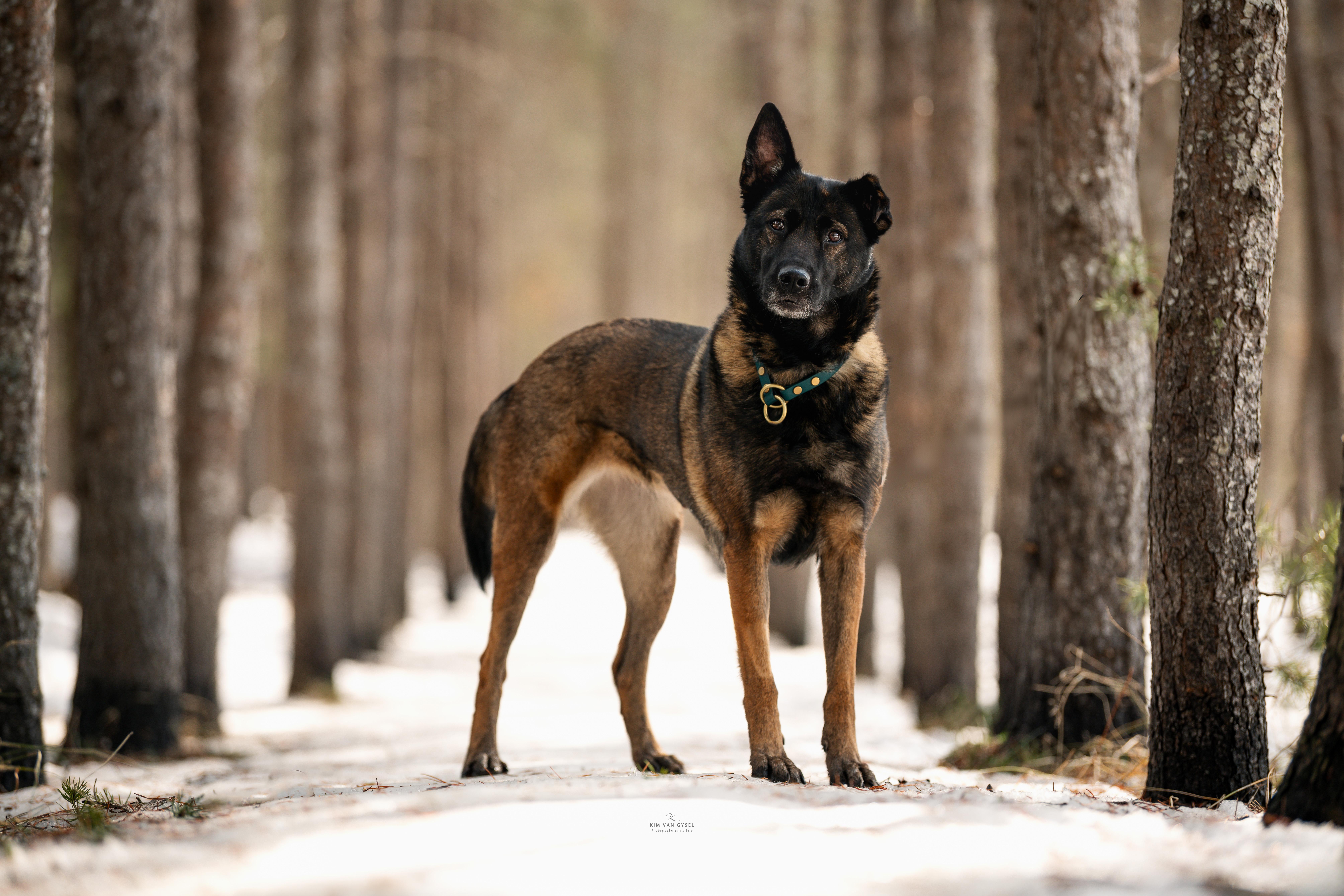 Enlarge Moon, a ADOPTABLE mixed breed in Montreal, QC image 5/6