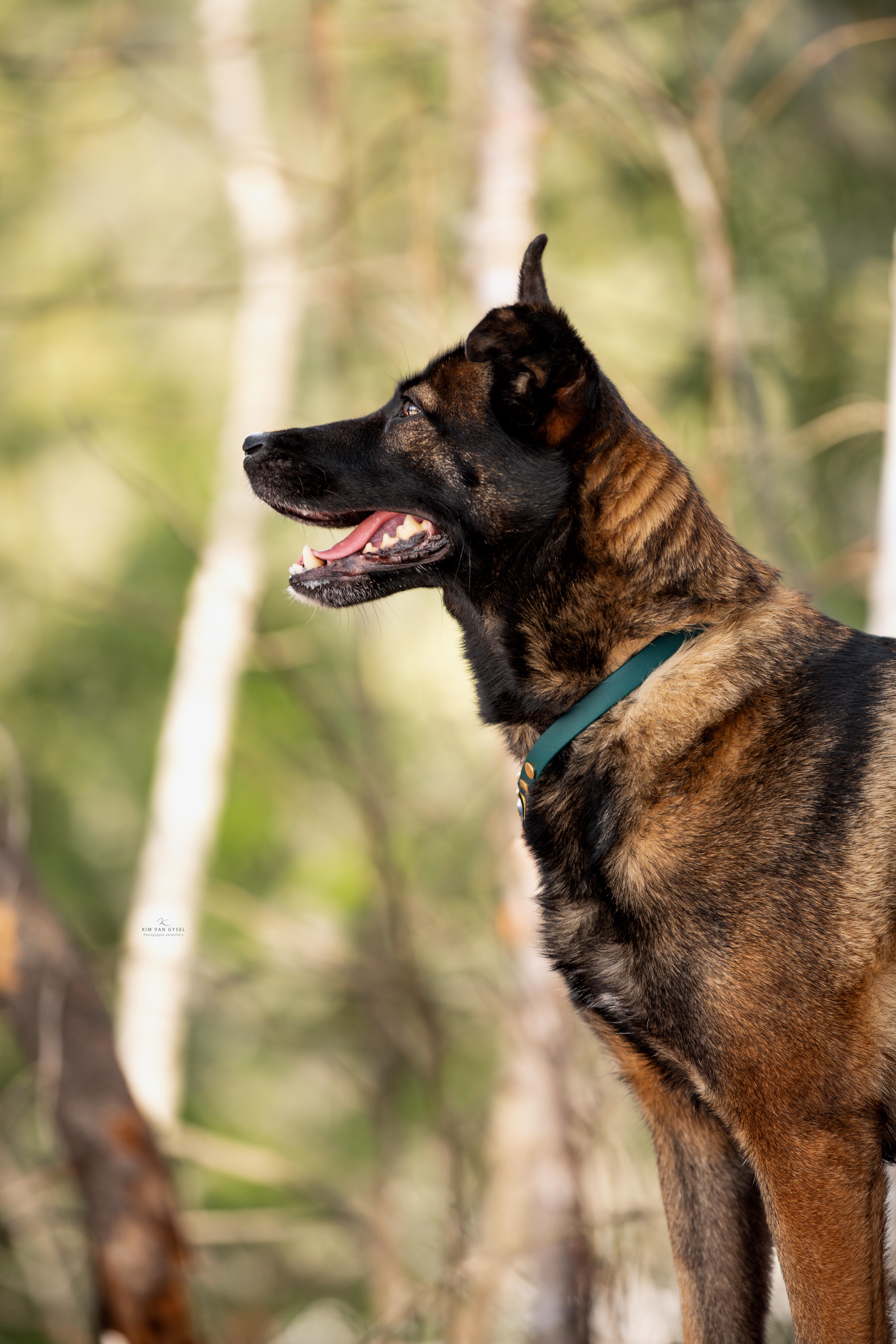 Enlarge Moon, a ADOPTABLE mixed breed in Montreal, QC image 2/6