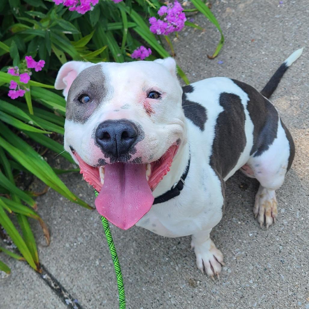 Fluttershy, Adoptable, Adult Female Mixed Breed.