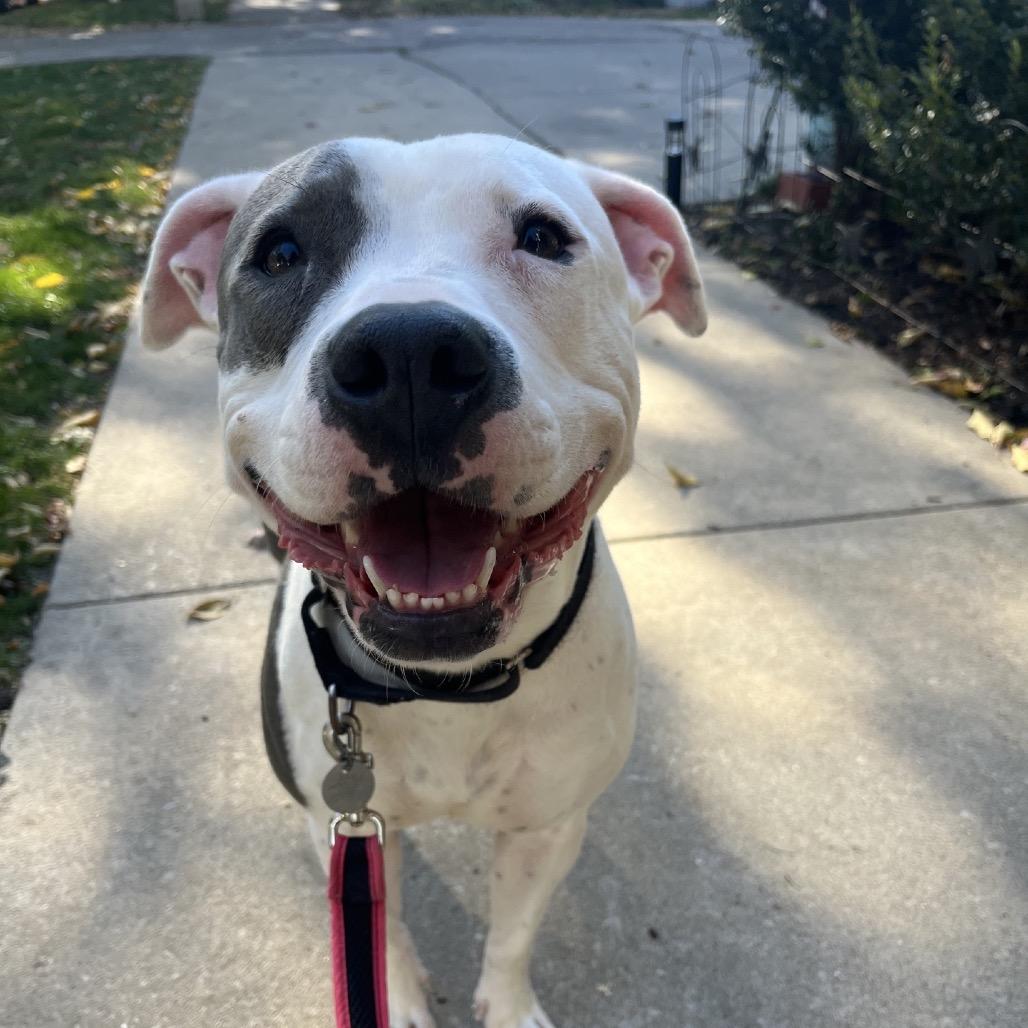 Enlarge Fluttershy, a Adoptable Mixed Breed in Oak Park, IL image 2/6