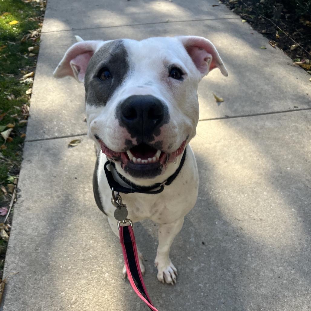 Enlarge Fluttershy, a Adoptable Mixed Breed in Oak Park, IL image 3/6
