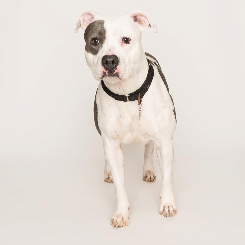 Enlarge Fluttershy, a Adoptable Mixed Breed in Oak Park, IL image 5/6