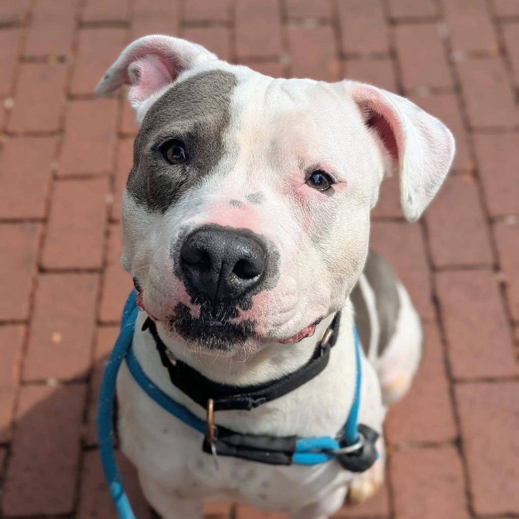 Enlarge Fluttershy, a Adoptable Mixed Breed in Oak Park, IL image 6/6
