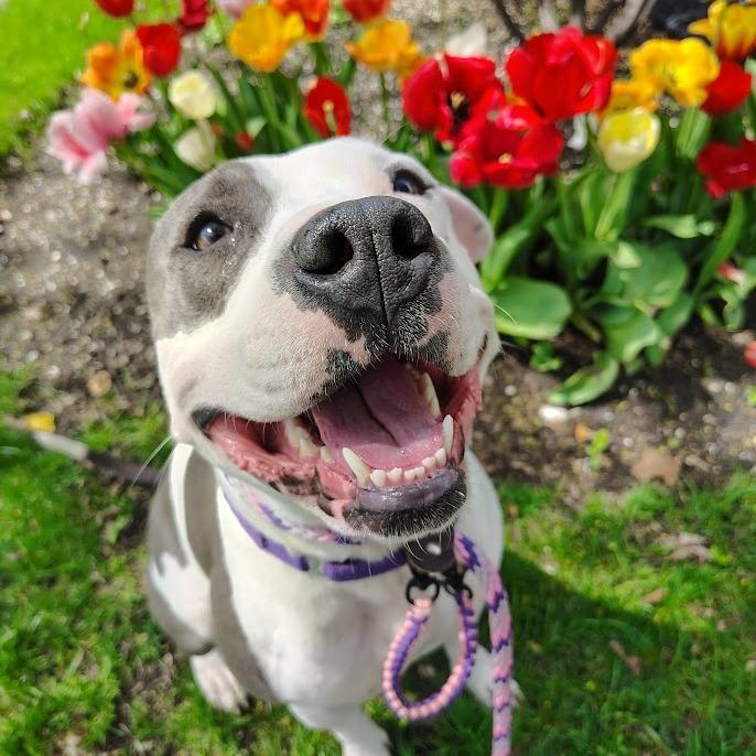 Enlarge Fluttershy, a Adoptable Mixed Breed in Oak Park, IL image 6/6