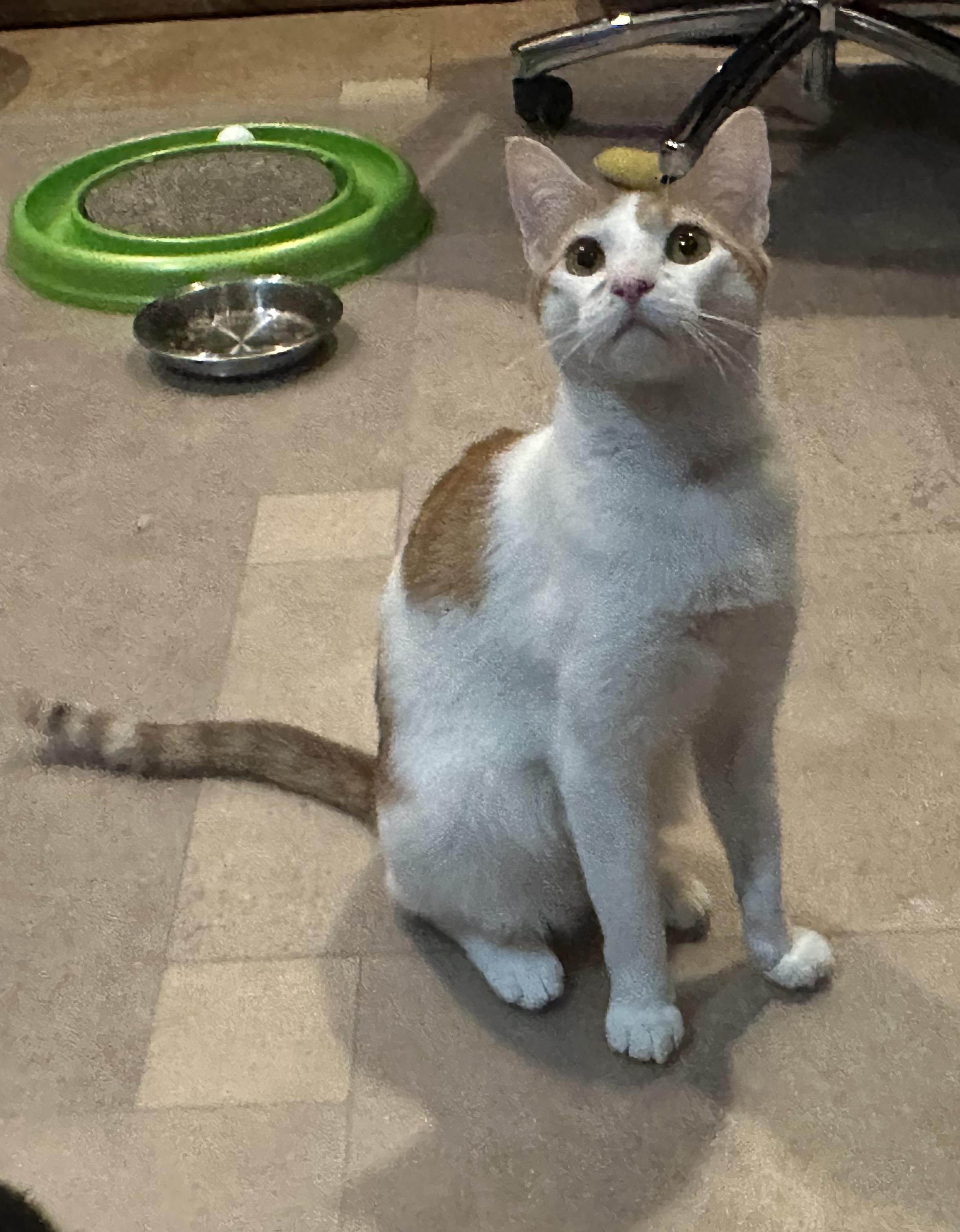 Enlarge Jillian, a ADOPTABLE Domestic Short Hair in queen creek, AZ image 1/1