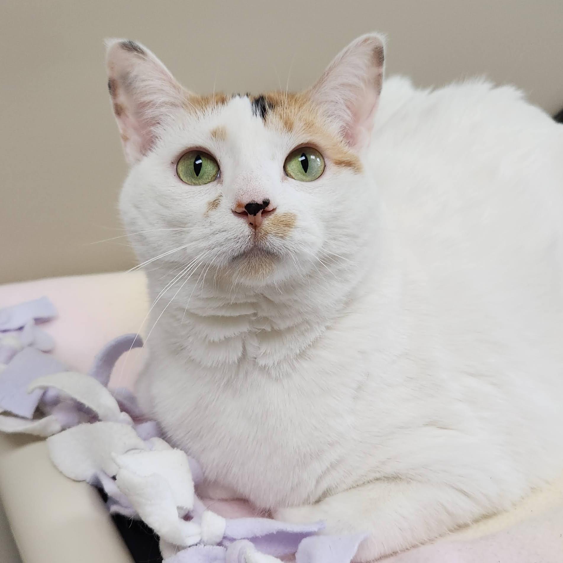 Enlarge Maggie Mae, a ADOPTABLE Domestic Short Hair in Marshfield, WI image 3/4