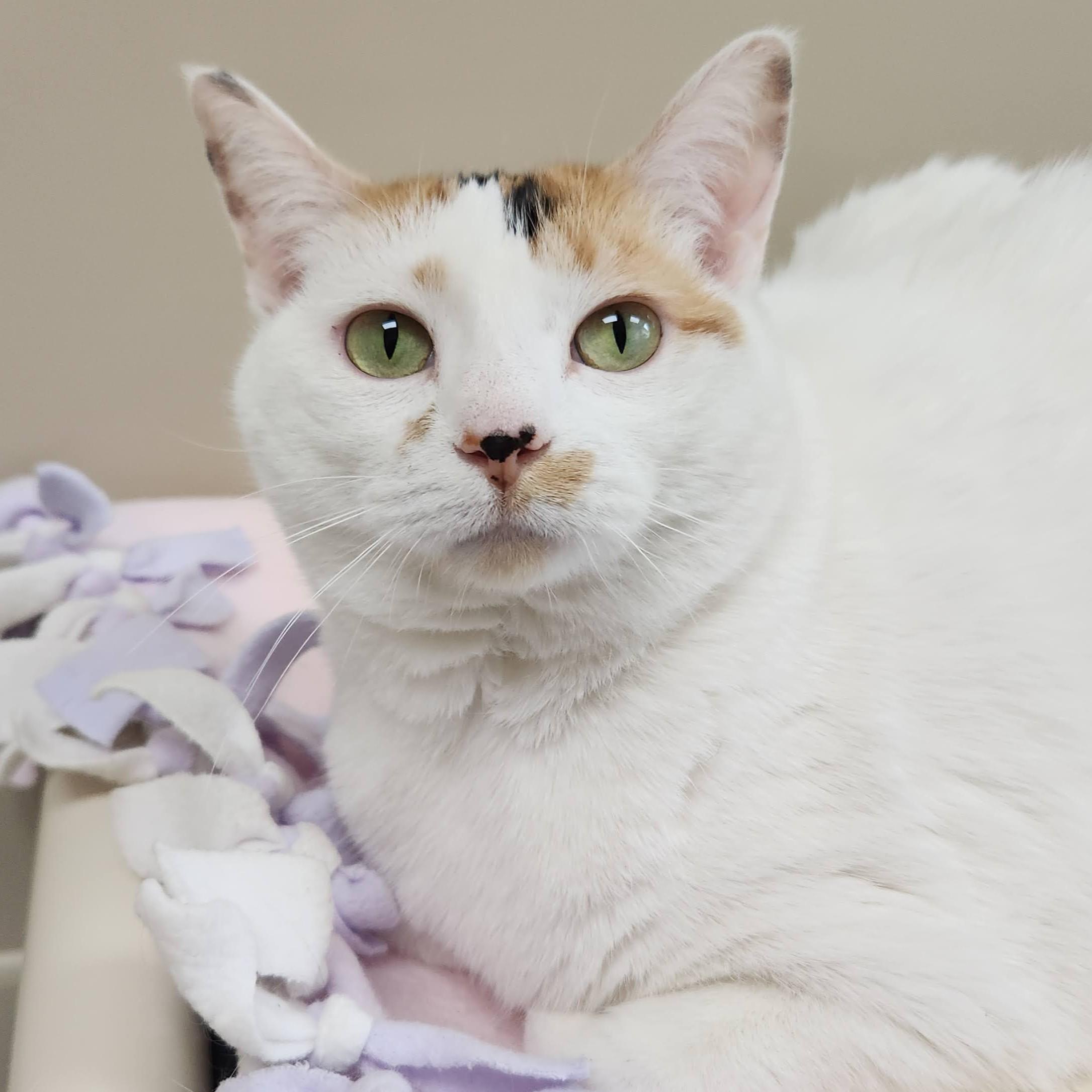 Enlarge Maggie Mae, a ADOPTABLE Domestic Short Hair in Marshfield, WI image 2/4