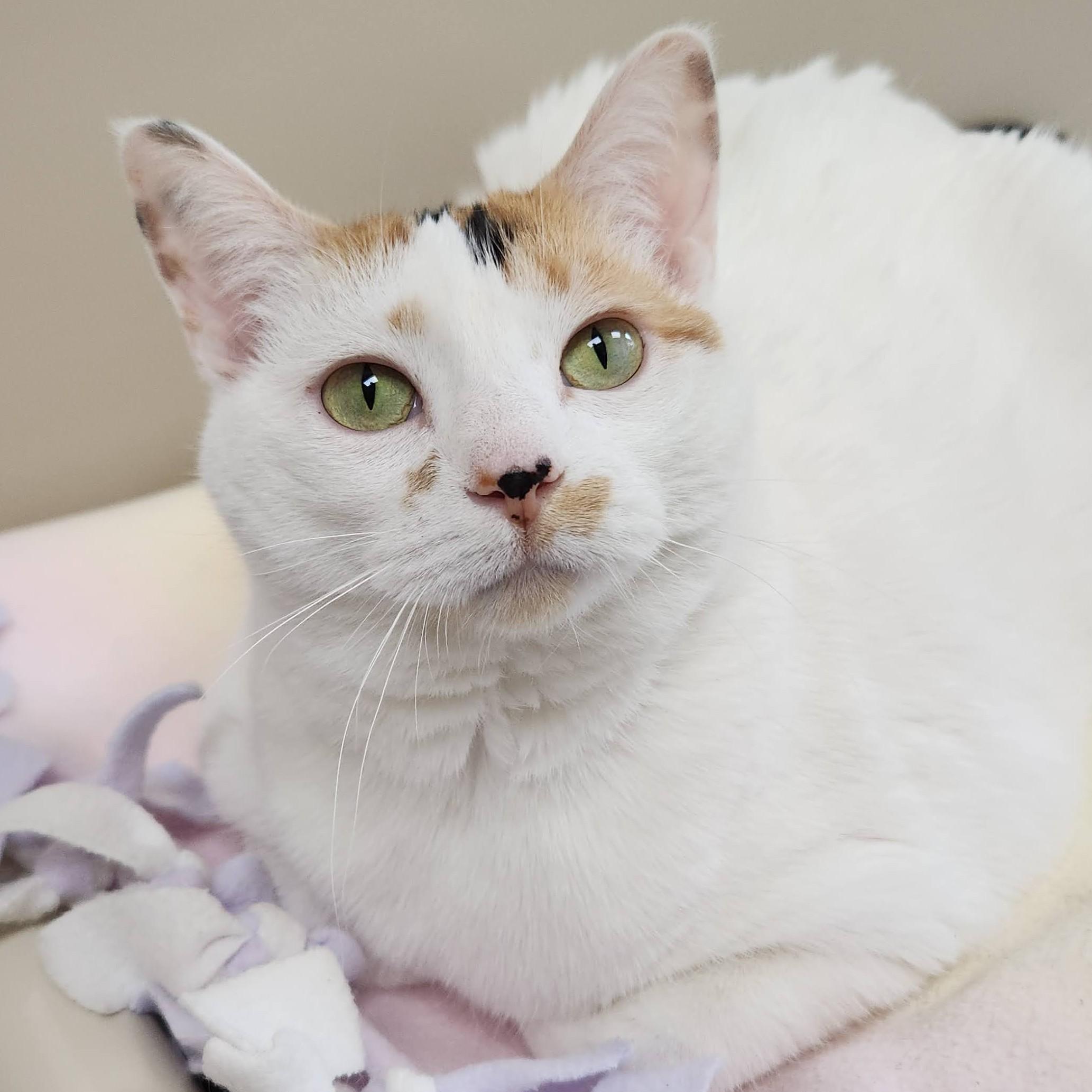 Maggie Mae, ADOPTABLE, Adult Female Domestic Short Hair.