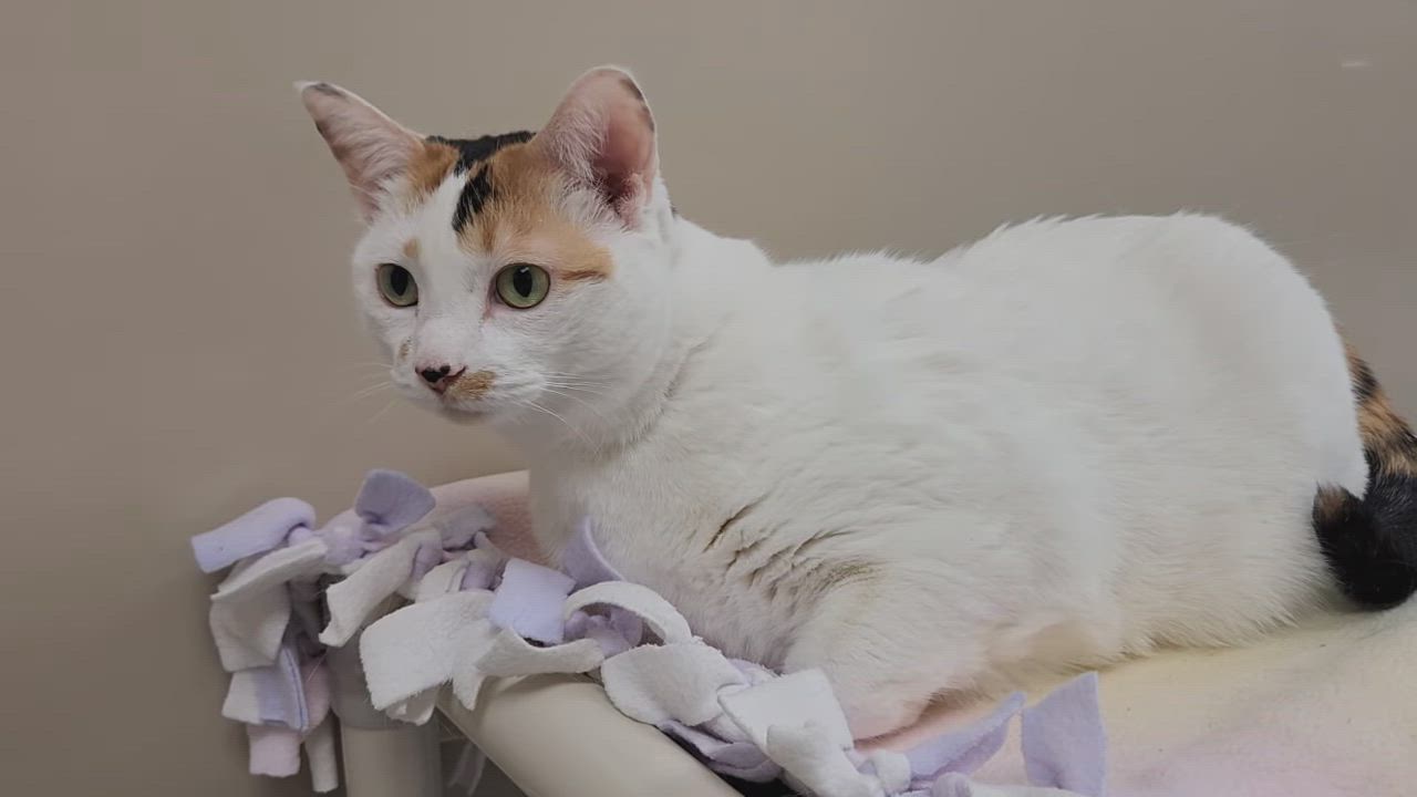 Enlarge Maggie Mae, a ADOPTABLE Domestic Short Hair in Marshfield, WI video 4/4