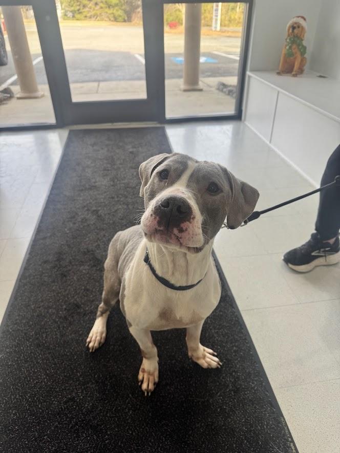 Enlarge Canyon (ADOPTION FEE SPONSORED), a Adoptable mixed breed in Clayton, NC image 5/6