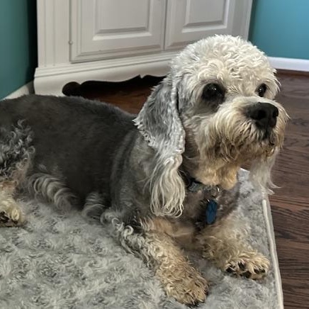 Enlarge Finley, a Adoptable Dandie Dinmont Terrier in Omaha, NE image 3/4