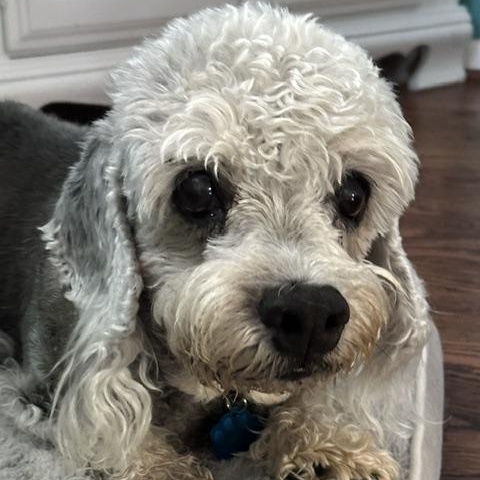 Enlarge Finley, a Adoptable Dandie Dinmont Terrier in Omaha, NE image 2/4