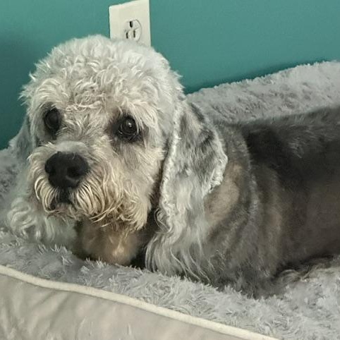 Enlarge Finley, a Adoptable Dandie Dinmont Terrier in Omaha, NE image 4/4
