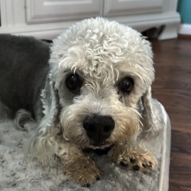 Enlarge Finley, a Adoptable Dandie Dinmont Terrier in Omaha, NE image 1/4