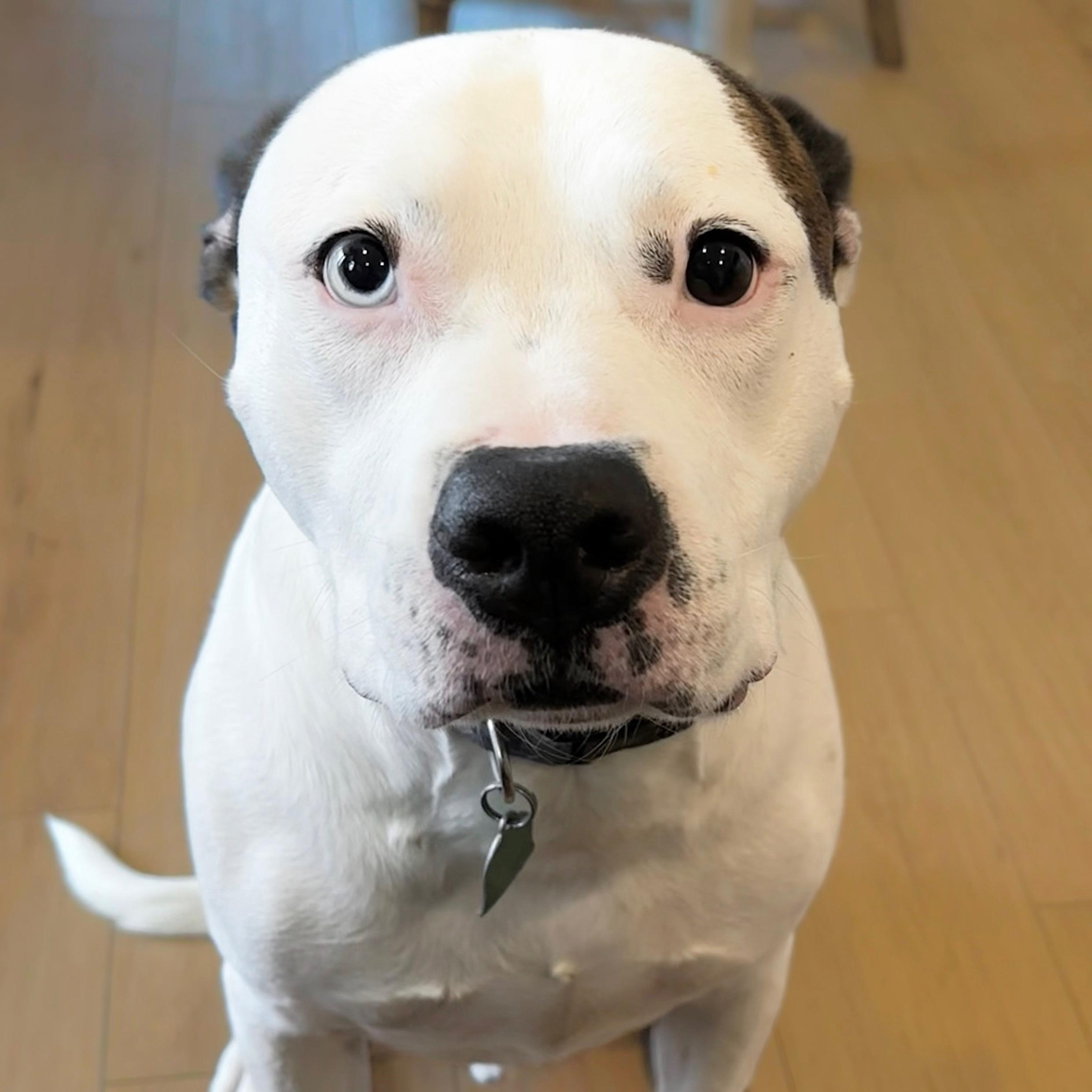 Leo, an adopted mixed breed in Fort Myers, FL image 1/4