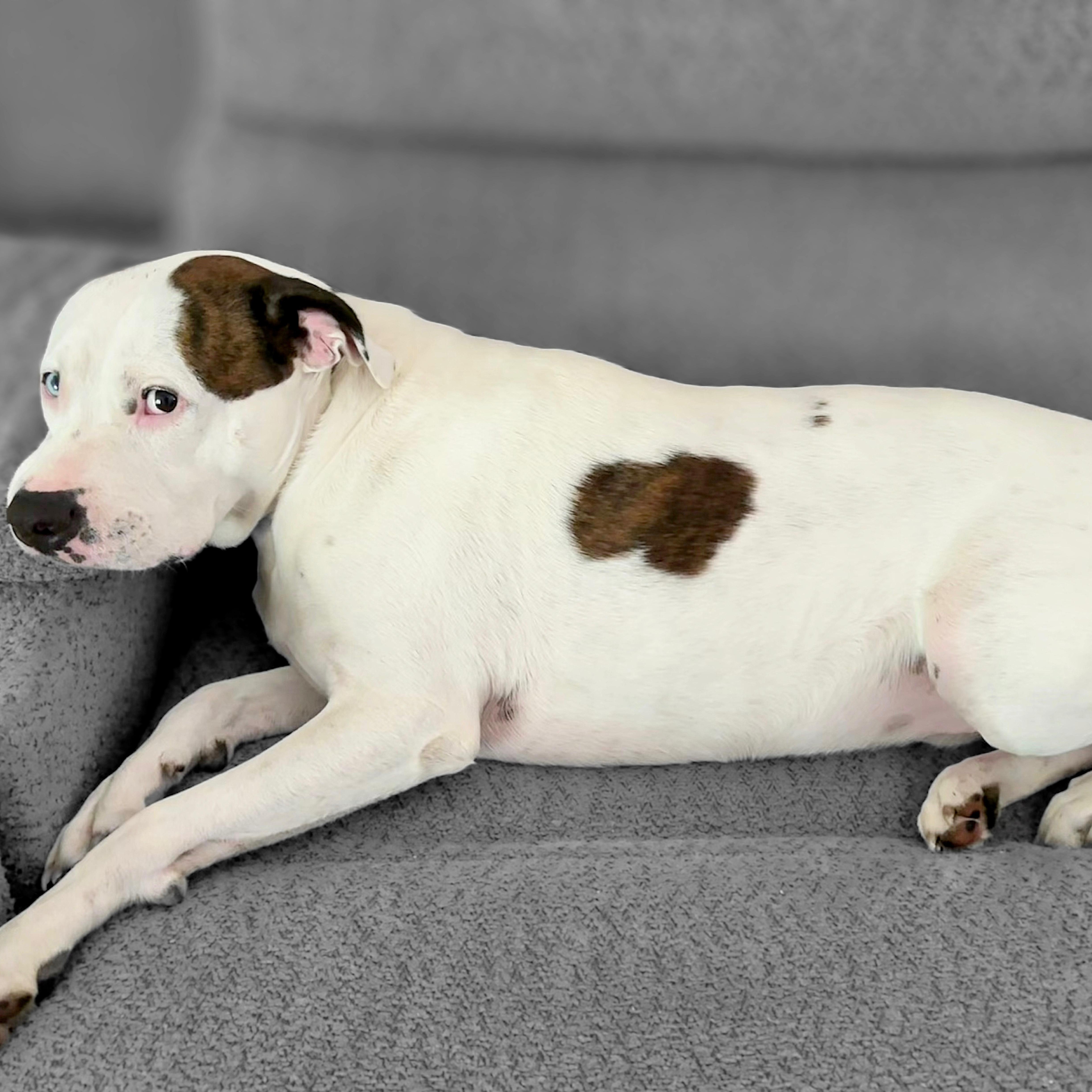 Leo, an adopted mixed breed in Fort Myers, FL image 2/4