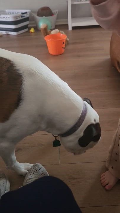 Enlarge Leo, an adopted mixed breed in Fort Myers, FL video 4/4