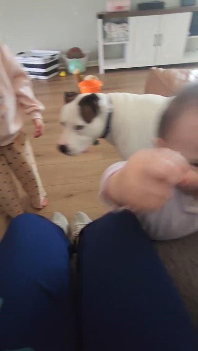 Enlarge Leo, an adopted mixed breed in Fort Myers, FL video 3/4