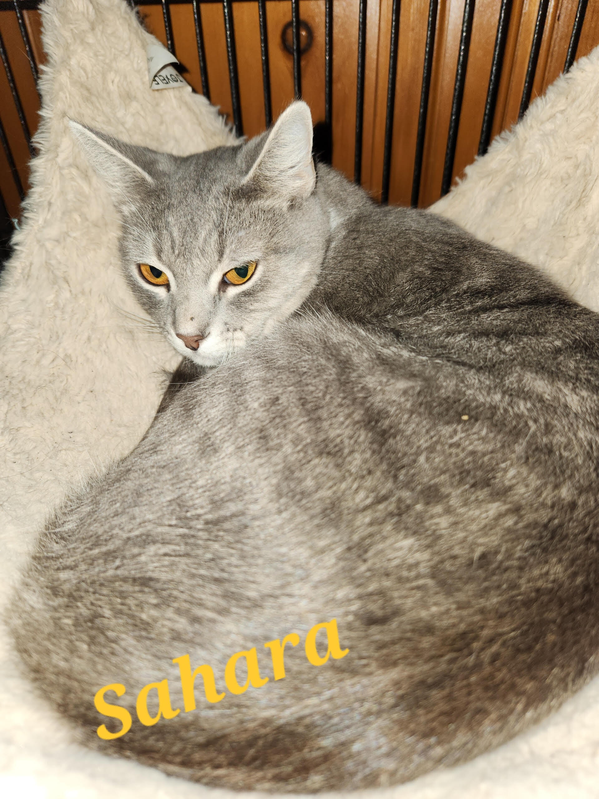 Sahara, Adoptable, Adult Female Tabby & Domestic Short Hair.