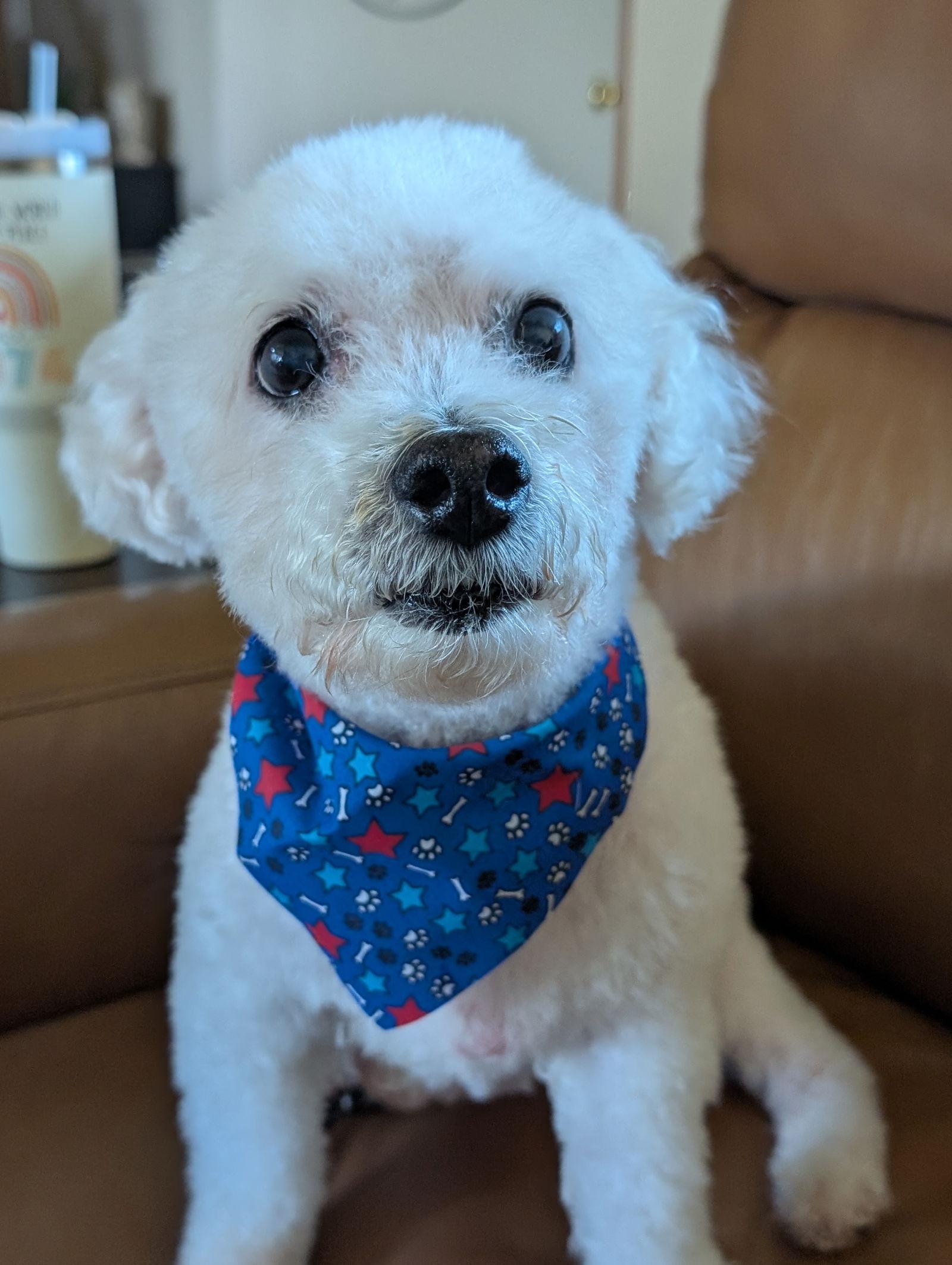 Tate, a Adopted Bichon Frise in Bloomington, IL image 1/2