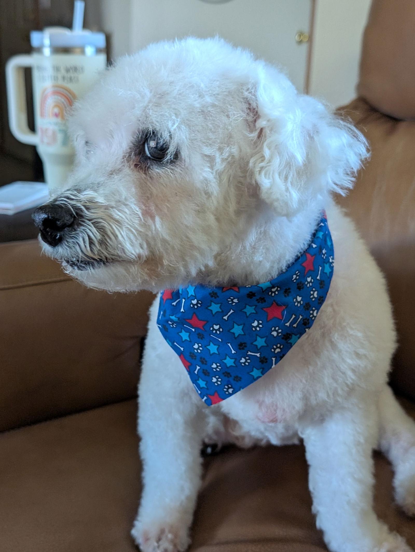 Tate, a Adopted Bichon Frise in Bloomington, IL image 2/2