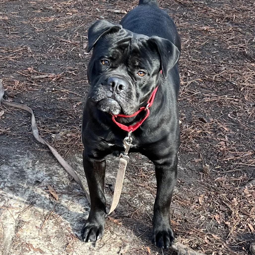 Supreme, Adoptable, Adult Male Mixed Breed.