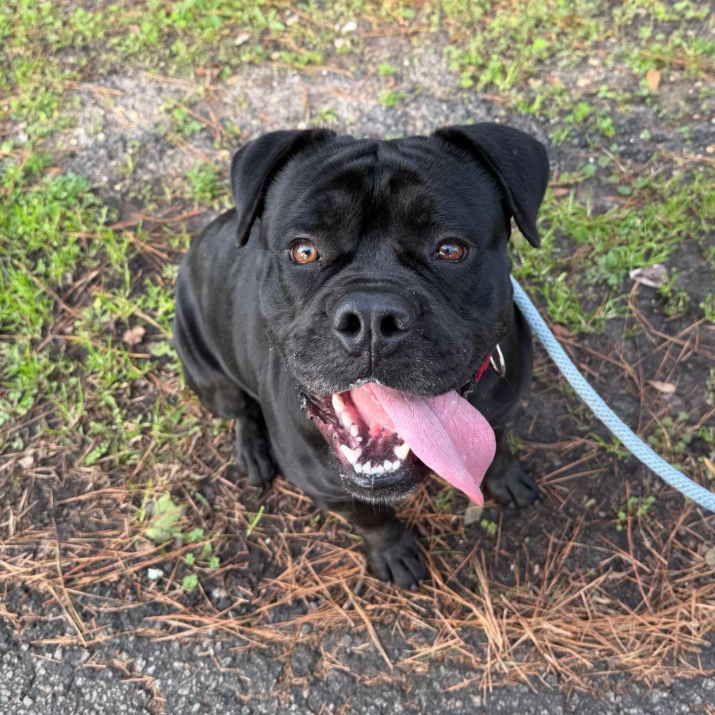 Enlarge Supreme, a Adoptable Mixed Breed in Summerville, SC image 2/6