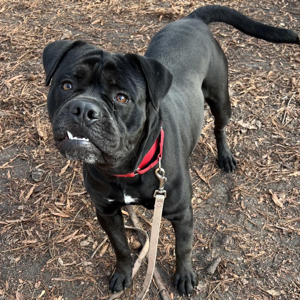 Enlarge Supreme, a Adoptable Mixed Breed in Summerville, SC image 4/6