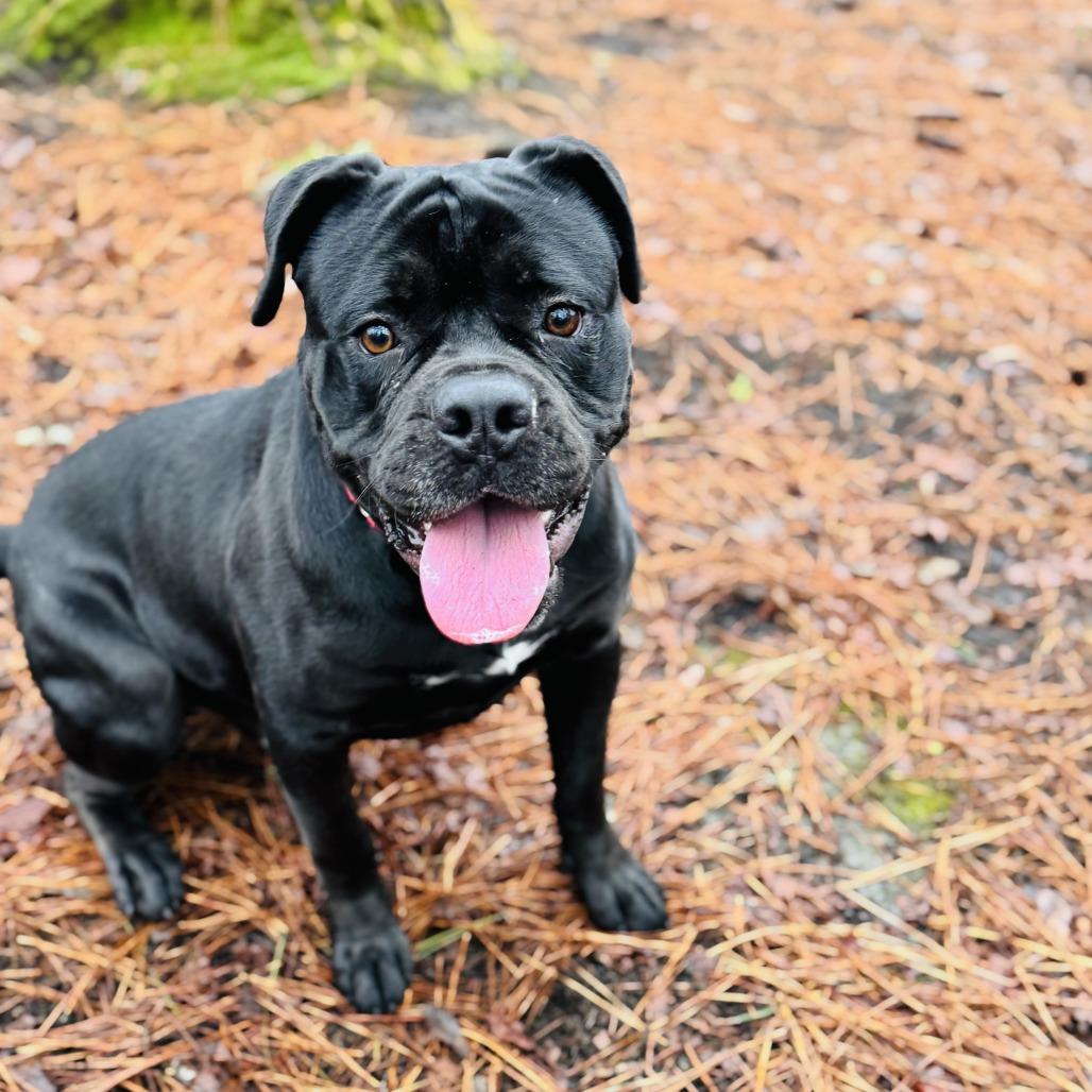 Enlarge Supreme, a Adoptable Mixed Breed in Summerville, SC image 5/6