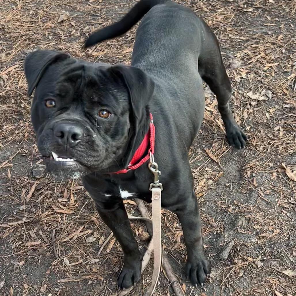 Enlarge Supreme, a Adoptable Mixed Breed in Summerville, SC image 6/6