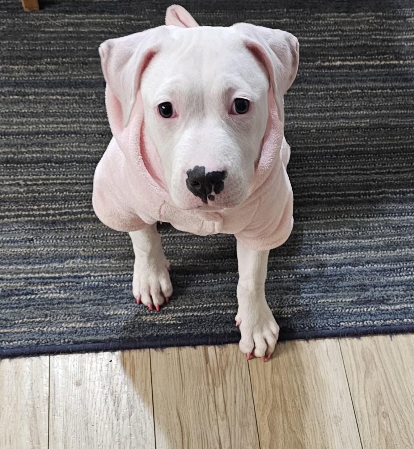 Enlarge Deja, a ADOPTABLE Pit Bull Terrier in Salem, OR image 1/3