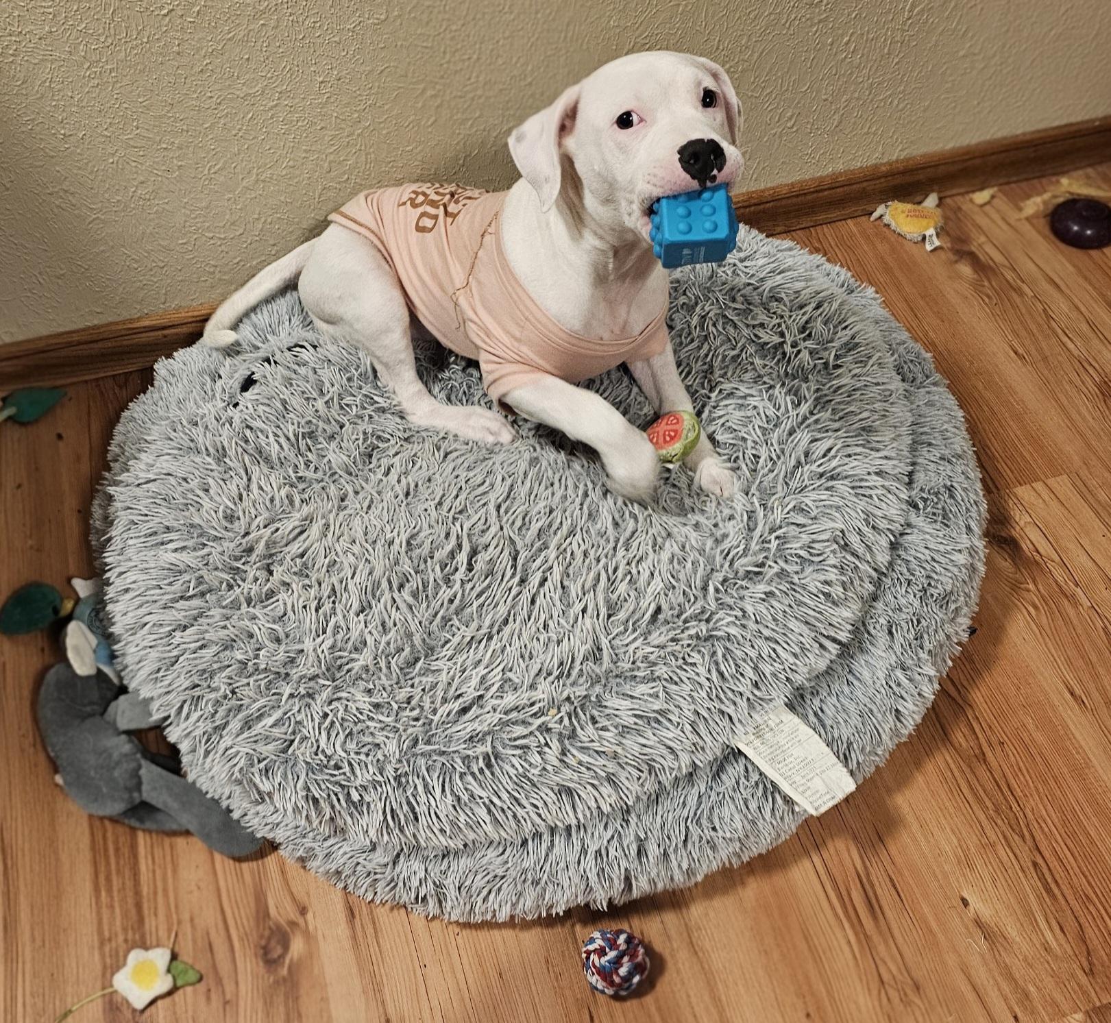 Enlarge Deja, a ADOPTABLE Pit Bull Terrier in Salem, OR image 3/3