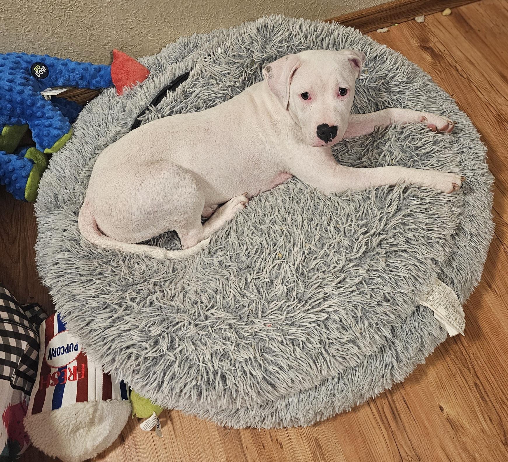 Enlarge Deja, a ADOPTABLE Pit Bull Terrier in Salem, OR image 2/3