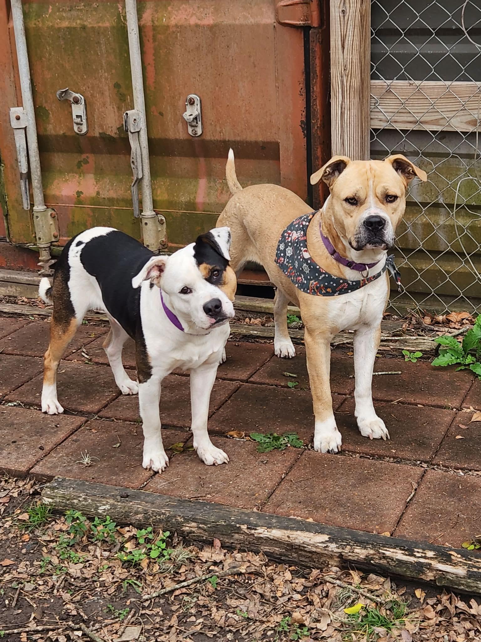 Rascal : Mr. Prankster