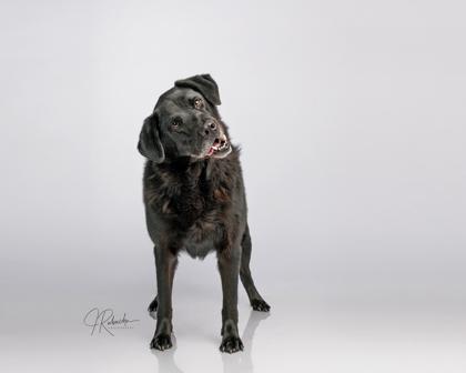 Enlarge Zeus, an adoptable mixed breed in Inverness, FL image 3/3