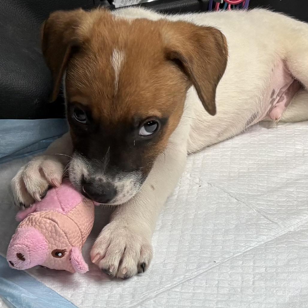 Nolan (COH-A-67940, Adoptable, Puppy Male Mixed Breed.